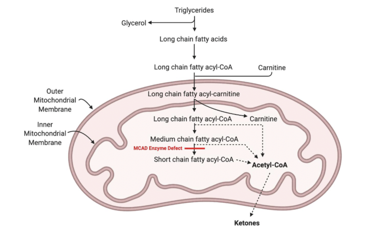 <ul><li><p>mutation in the ACADM gene (single nucleotide chain -- lysine to glutamate)</p><ul><li><p>medium-chain acyl-CoA dehydrogenase is unable to break down the medium-chain acyl-CoA into acetyl-CoA</p></li></ul></li></ul><p></p>