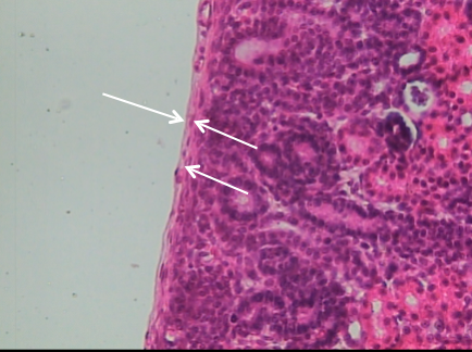 <p>Name the tissue </p>