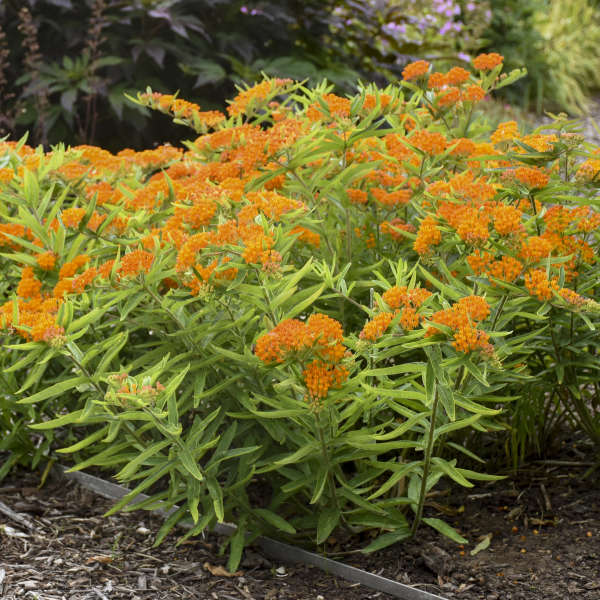 <p>Butterflyweed</p>