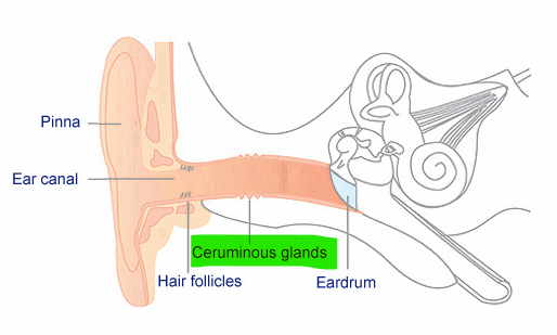 <p>Ceruminous glands</p>