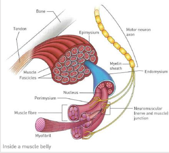 <p>The muscle belly consists of thousands of muscle fibres. Near the end of a muscle, the fibres thicken and eventually become the tendon. A single muscle fibre is made up of many myofibrils.</p>