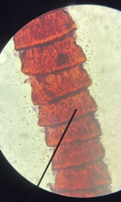 term image
