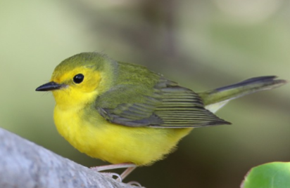 <p>What is the common name of this female bird?</p>