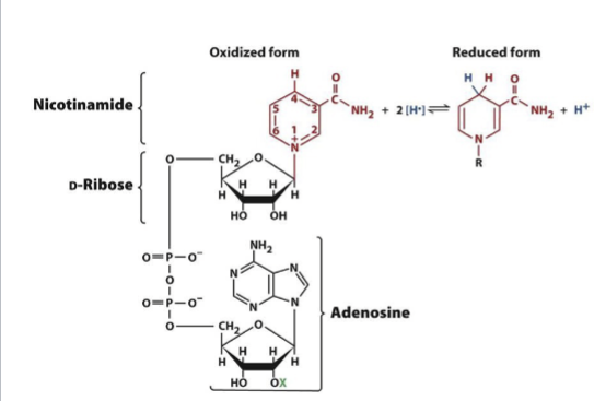 <p>The oxidized form (NAD+) used in catabolism rxns by dehydrogenases to accept 2 electrons (through a hydride ion). Contains an adenosine connected to a nicotinamide = dinucleotide. Derived from vitamin B3 (niacin) </p>