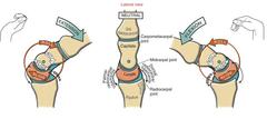 <p>Convex capitate is rolling palmarly and sliding dorsally on concave lunate</p>