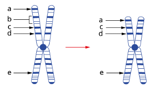 <p><span style="line-height: 115%;">section of a chromosome is <strong>removed</strong>, which may result in the loss of one or more genes.<strong> </strong>Missing genetic information can disrupt gene function and may affect growth, development and survival.<strong> </strong>The effects depend on the size of the deleted region and the genes affected.<strong> </strong>Large deletions are often severe and may be lethal.</span></p><p></p>