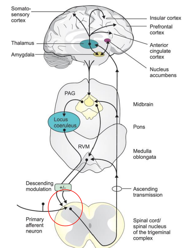 <ul><li><p>The <span style="color: red;">primary afferent – second order sensory synapse in the dorsal horn </span>is key + early</p></li><li><p>The activity of dorsal horn neurons is modulated by other cells (esp. inhibitory interneurons)</p></li></ul><div data-type="horizontalRule"><hr></div><ul><li><p>primary afferent into SC</p></li><li><p>circled - may be interneurons present</p></li></ul><p></p>