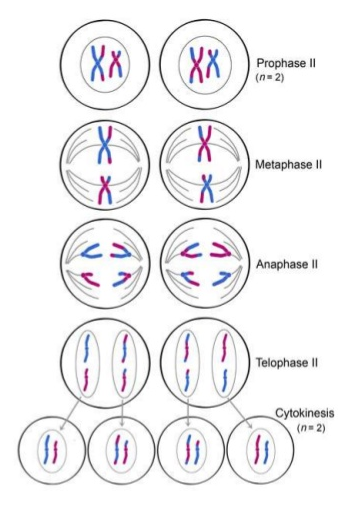 <p>What do the chromosomes look like in the daughter cells after telophase II?</p>