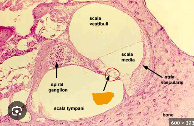 <p>Identify the structure:</p>