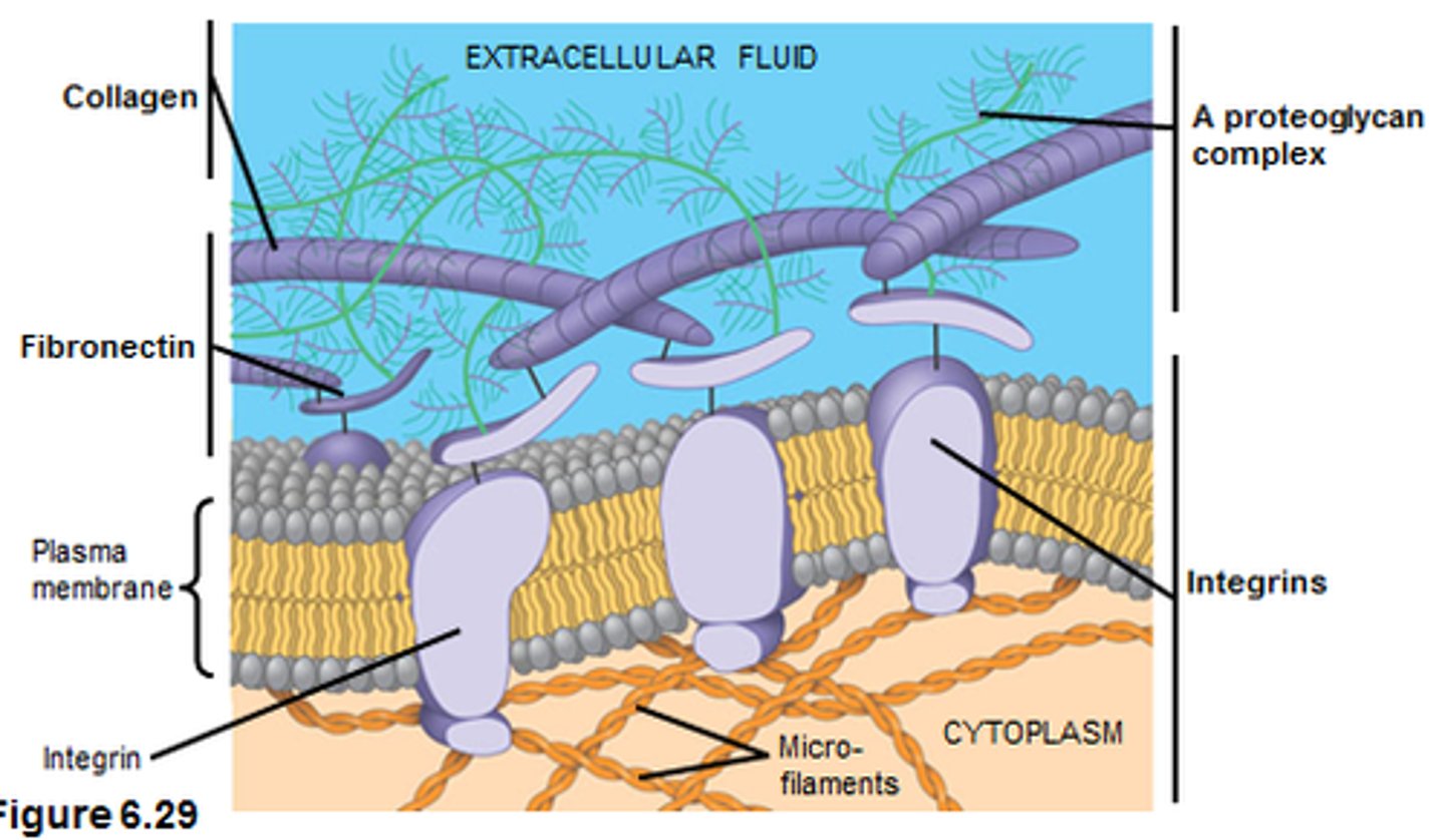 <p>Groups of protein that have 2 membrane spanning chains (Alpha and Beta)</p><p>Important in binding to and communicating with the extracellular matrix</p><p>Play important role in cellular signaling, and can promote cell division, apoptosis, or other processes</p>