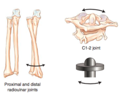 <p>A synovial joint allowing rotation around a single axis, such as the radioulnar joint.</p>