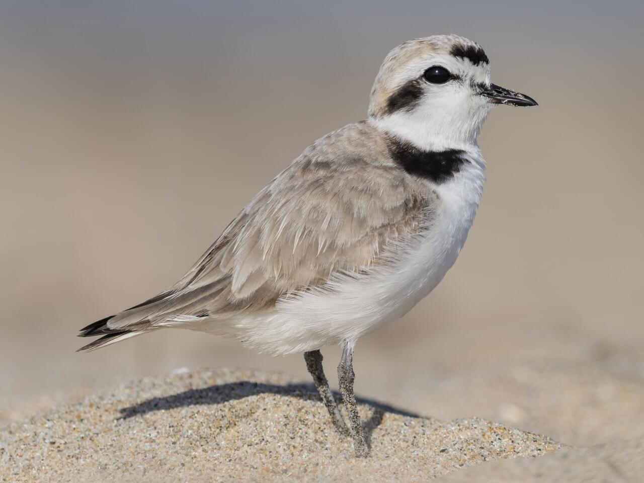 <p>Snowy plover </p>
