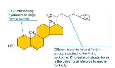 <p>Consist of four interlocking ring structures</p><p>• Most important steroid is cholesterol</p><p>• Made by liver and also found in animal products</p><p>• Necessary for synthesis of vitamin D, steroid hormones,</p><p>and bile salts</p><p>• Important in cell plasma membrane structure<br></p>