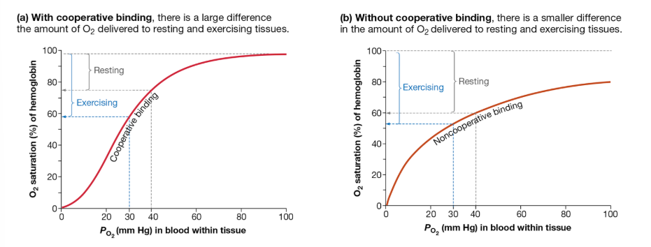<p>Cooperative Binding</p>
