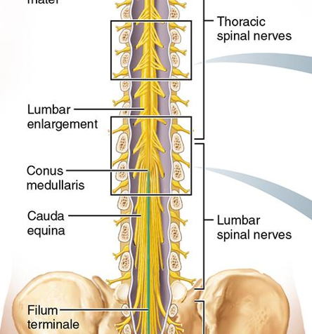 <p>lower spinal nerve roots that “chase” their exits</p>