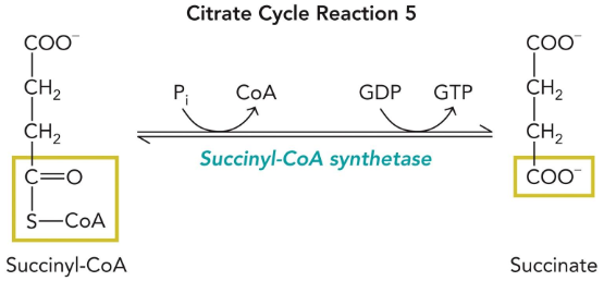 <p>succinyl-CoA synthetase</p>
