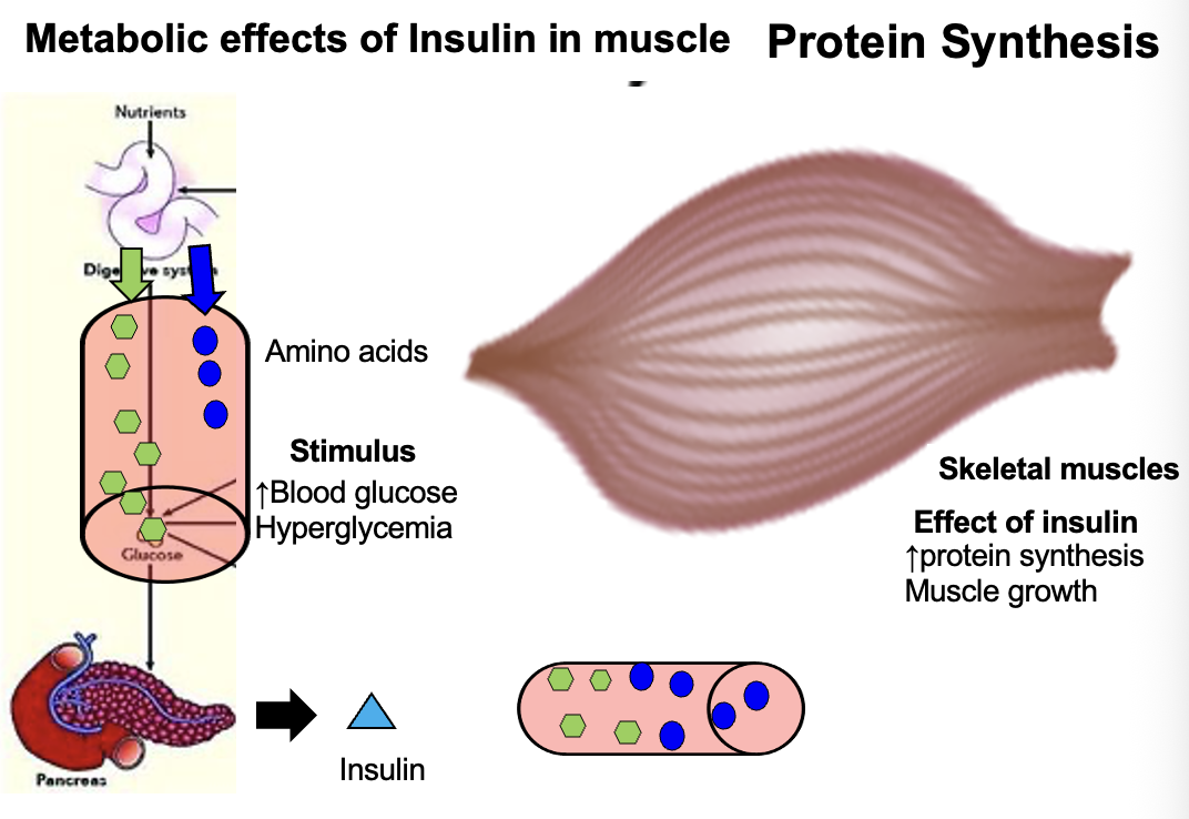 <p><strong>Insulin stimulates muscle protein synthesis WHEN amino acid levels are high.</strong></p><p class="isSelectedEnd">Mechanism:</p><ul><li><p>Insulin promotes <strong>amino acid uptake into muscle cells</strong></p></li><li><p>Activates <strong>anabolic signaling pathways (e.g., mTOR)</strong></p></li><li><p>Enhances <strong>protein synthesis</strong></p></li></ul><div data-type="horizontalRule"><hr></div><p class="isSelectedEnd"><strong>Key Point:</strong></p><ul><li><p>Insulin alone is <strong>not sufficient</strong></p></li><li><p>Requires <strong>elevated amino acids (e.g., post-protein intake)</strong></p></li></ul><div data-type="horizontalRule"><hr></div><p class="isSelectedEnd"><strong>Example (Exercise Physiology):</strong></p><ul><li><p>After resistance training + protein meal →<br>↑ amino acids + ↑ insulin → <strong>maximal muscle protein synthesis</strong></p></li></ul><p></p>