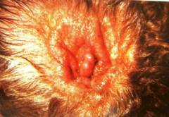 <p>- hyperemia and accumulation of serum protein</p><p>- cerumen</p><p>- leukocytes</p><p>- epithelial debris</p><p>Bacterial infections can produce suppurative exudate</p><p>Crusts of inflammatory debris can adhere (P.cuniculi)</p>