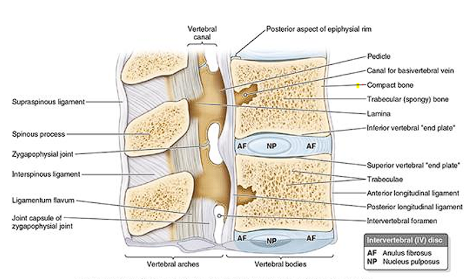 <ul><li><p>Anterior more massive part</p></li><li><p>Gives strength to the vertebral column and support body weight</p></li><li><p>Size increase as column descends</p></li><li><p>Trabecular bone containing red marrow</p></li><li><p>Surround by a thin external layer of compact bone </p></li></ul><p></p>