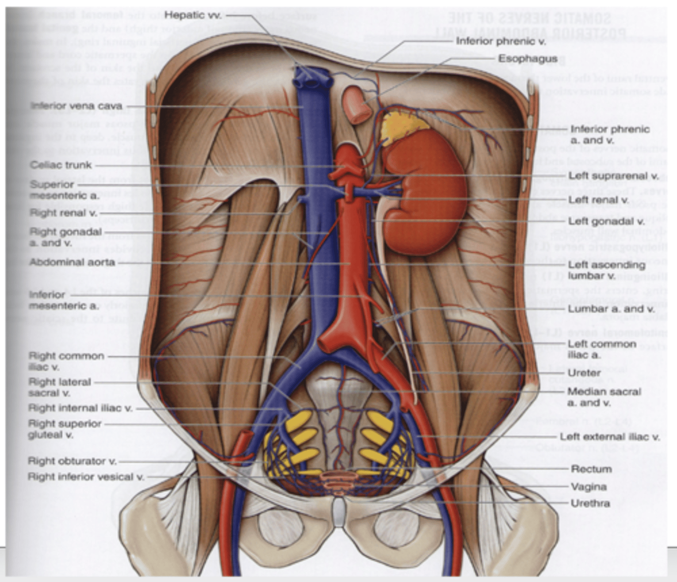 <p>where does the abdominal aorta begin at and end? what does it divide into?</p>
