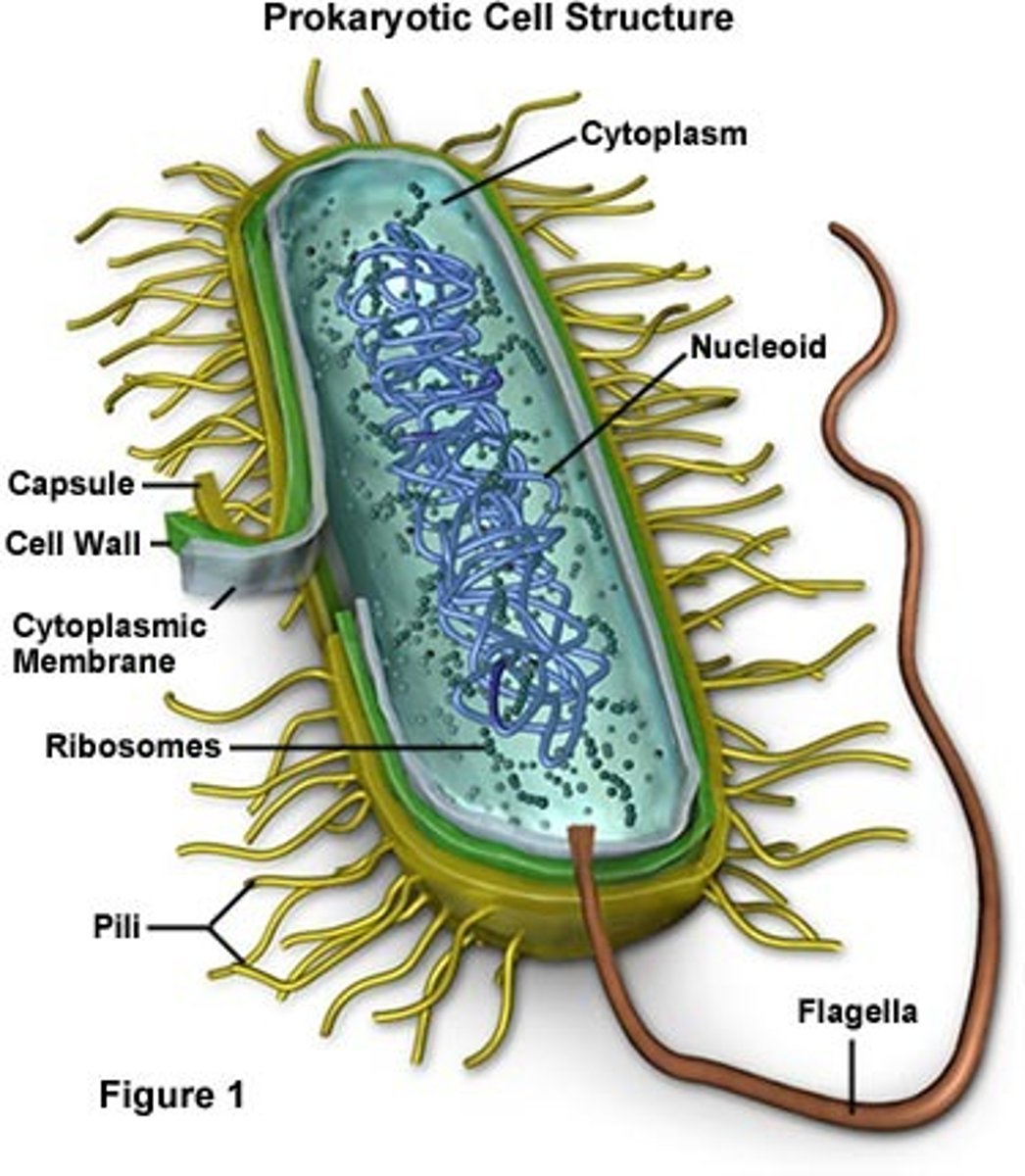 <p>parts of a bacteria cell</p>