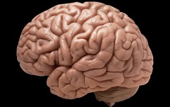 <p>It is involved in conscious (declarative) memories through interactions with multiple cortical structures.</p>