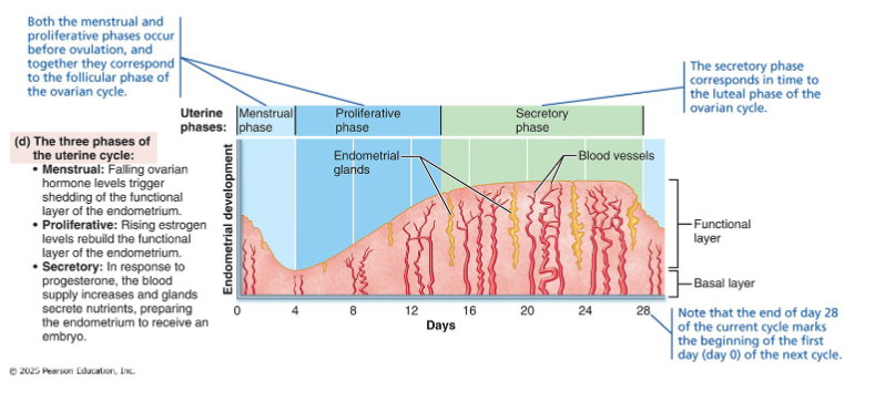 <ul><li><p>Rising estrogen from growing follicles drives regeneration from basalis stem cells</p></li><li><p>Estrogen also upregulates progesterone receptors in endometrium → primes tissue to respond to progesterone in the secretory phase</p></li><li><p>Cervical mucus thins → forms channels that facilitate sperm passage</p></li><li><p>Ends with ovulation (day 14)</p></li></ul><p></p>