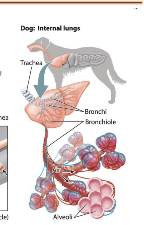 <ul><li><p>Many terrestrial animals, such as reptiles, birds, and mammals, have internal lungs for gas exchange.</p></li><li><p>The respiratory surfaces of more complex and active animals are highly folded → creating a large surface area within a small space</p></li><li><p>These surfaces are only one or two cell layers thick —> providing a diffusion distance of as little as 1 to 2 μm.</p></li></ul><p></p>