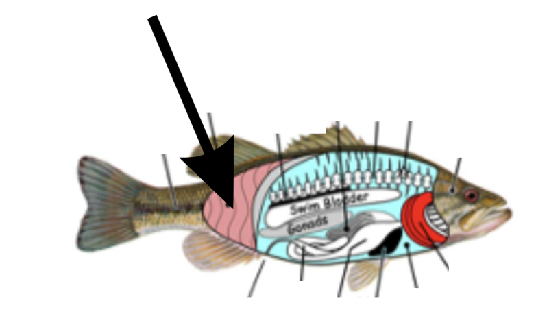 <p>What is this part on the fish?</p>