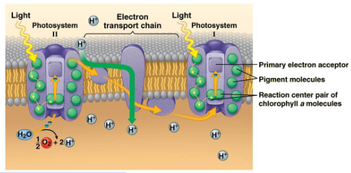 <ul><li><p>Electrons pass through an ETC</p></li></ul><ul><li><p>Terminal electron acceptor is the photosystem I reaction centre chlorophyll a to replace the electrons that were passed to the primary electron acceptor</p></li></ul><p></p>