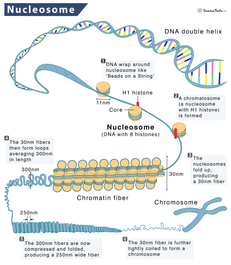 <ul><li><p><span>Linear chromosomes found in the nucleus (only visible during cell division)</span></p></li><li><p><span>DNA segments are wound around histone proteins to form nucleosomes</span></p></li><li><p><span>Nucleosomes combine with linking DNA and fold to become chromatin fibres</span></p></li></ul><p></p>