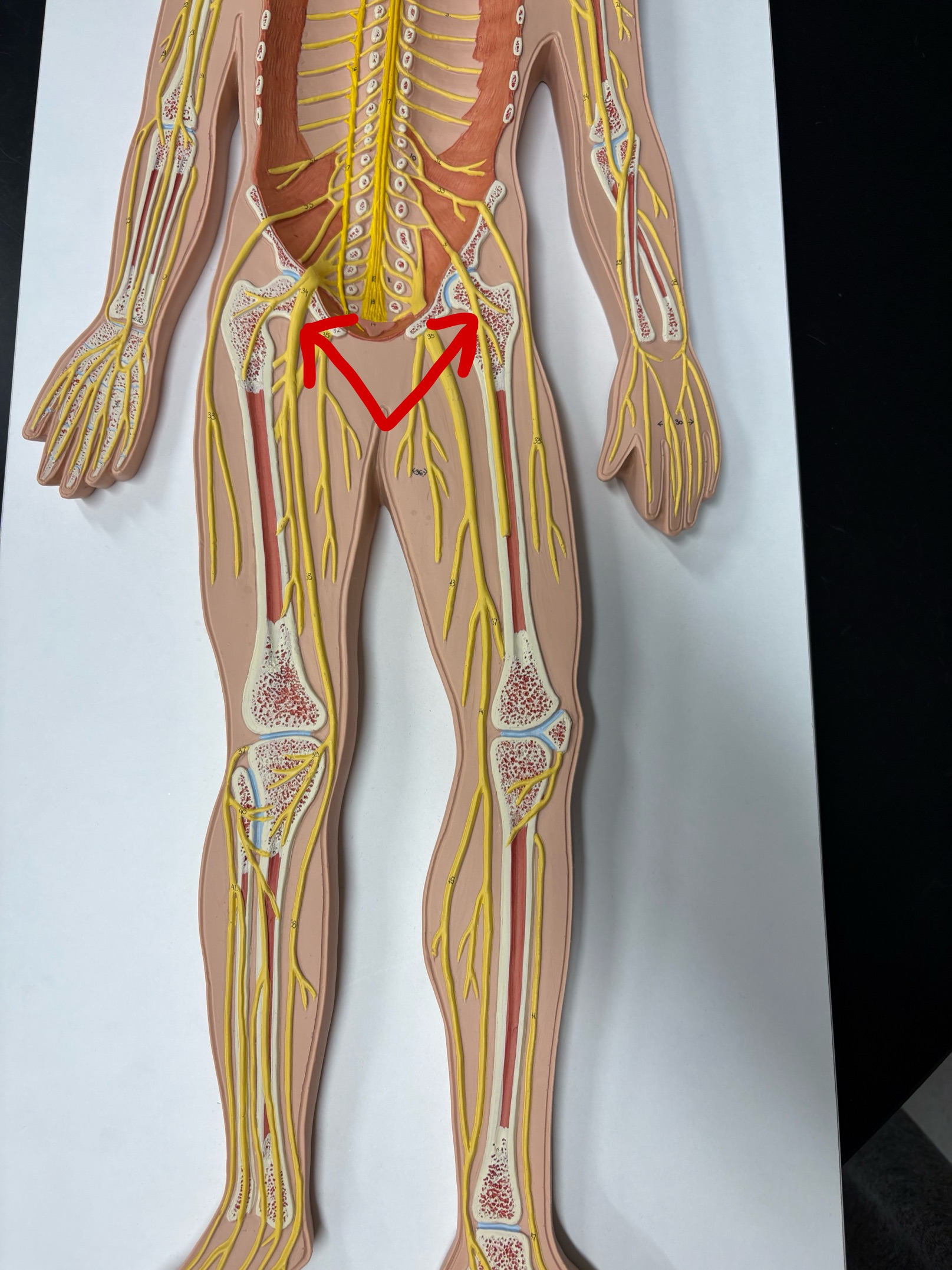 <p>Name the nerve</p>