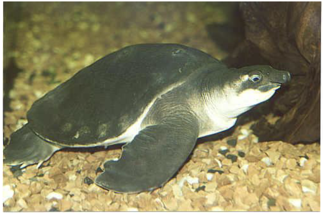 <p>1 gen, 1 sp</p><p>• Found only in New Guinea and northern Australia</p><p>• Aquatic (freshwater, brackish), omnivorous</p><ul><li><p>Feet like Flippers</p></li><li><p>Flaps both forelimbs simultaneously like sea turtles </p></li></ul><p></p>