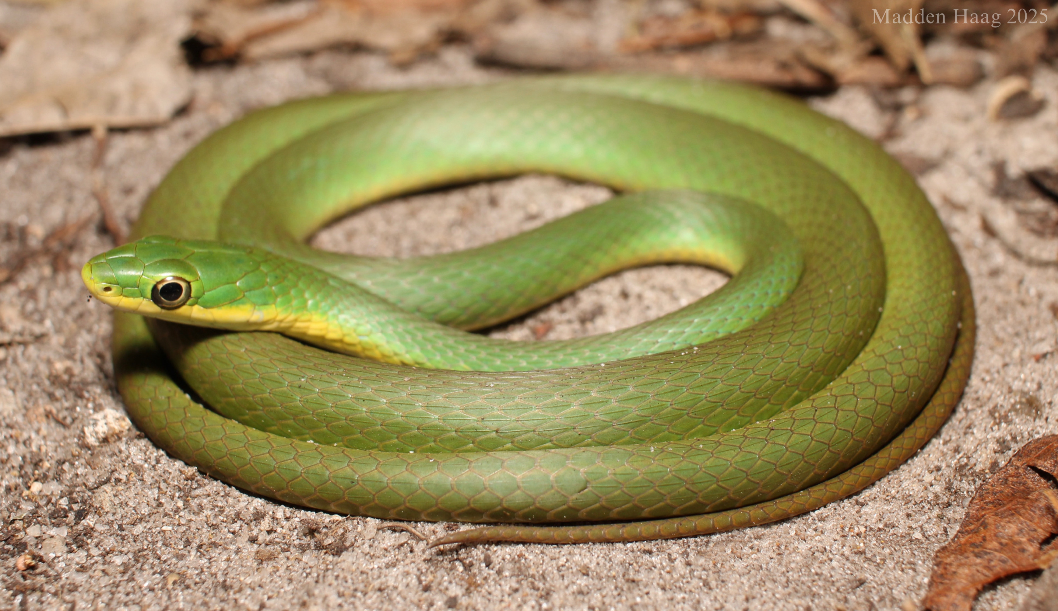 <p>Colubridae. Found Southern 2/3rds of MO</p>