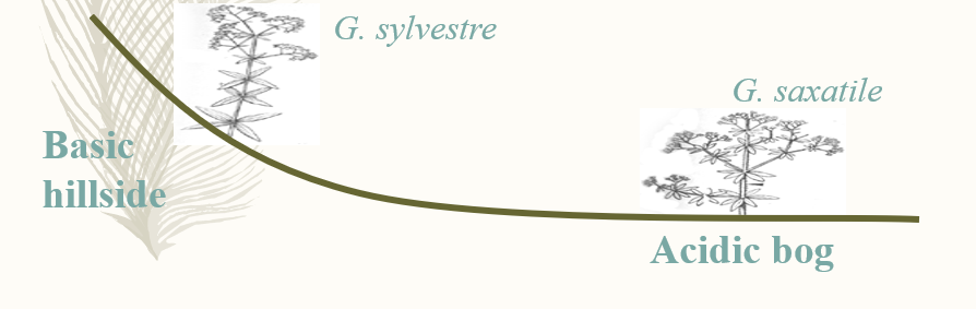 <p>G. sylvestre and G saxatile ( two species of bedstraw would only grow on specific soil)</p><p>One would only be found on basic soil, while one would only be found on acidic soil.</p><p>Even when the other plant was transplanted, it would slowly return to being only one type of plant.</p><p>Example of competitive exclusion principle.</p>