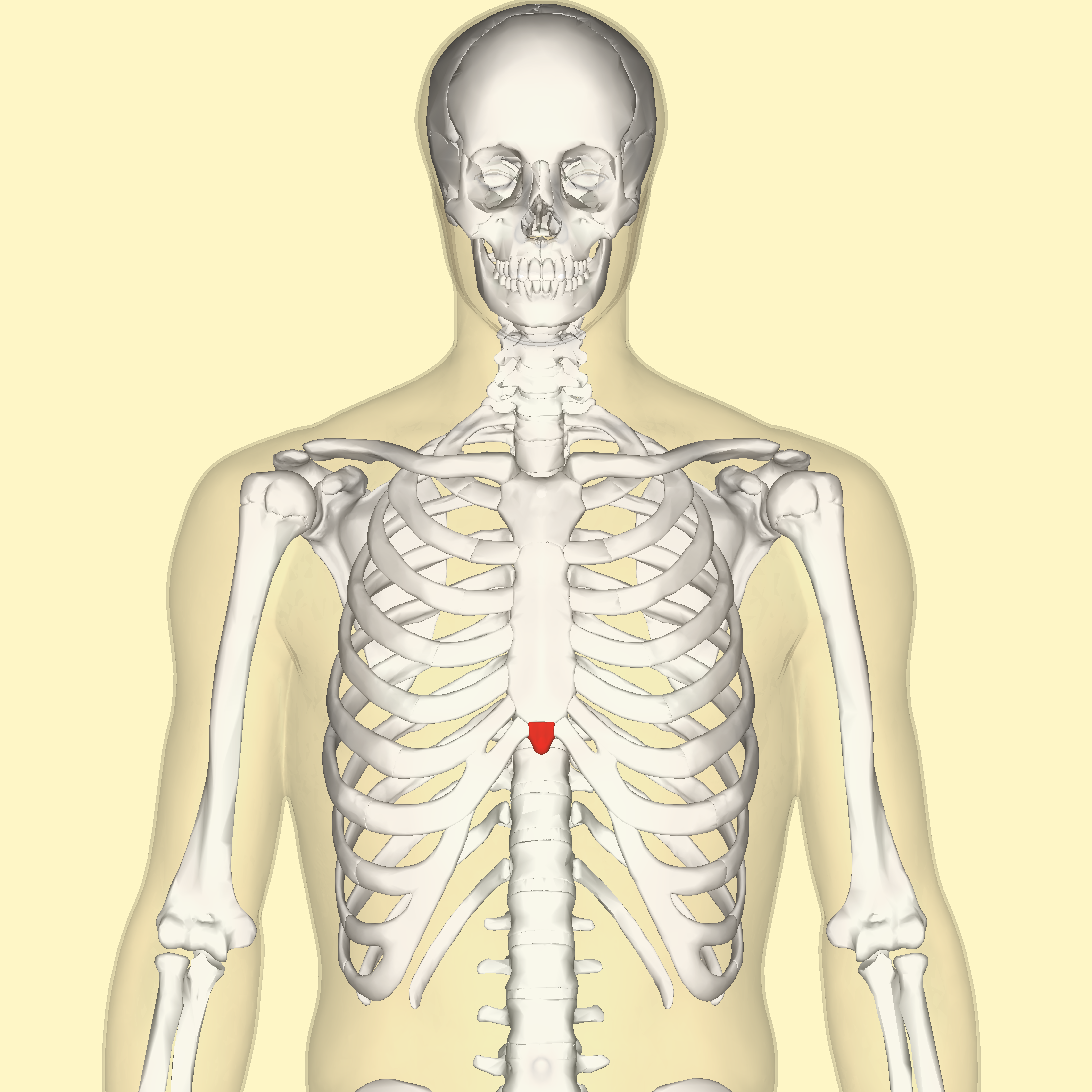 <p>pointy bone projection at the end of the sternum ( also known as the xiphoid tip)</p>