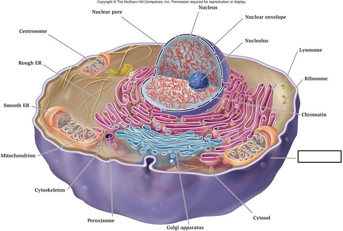 <p>a) Identify the Organelle b) Describe its function</p>
