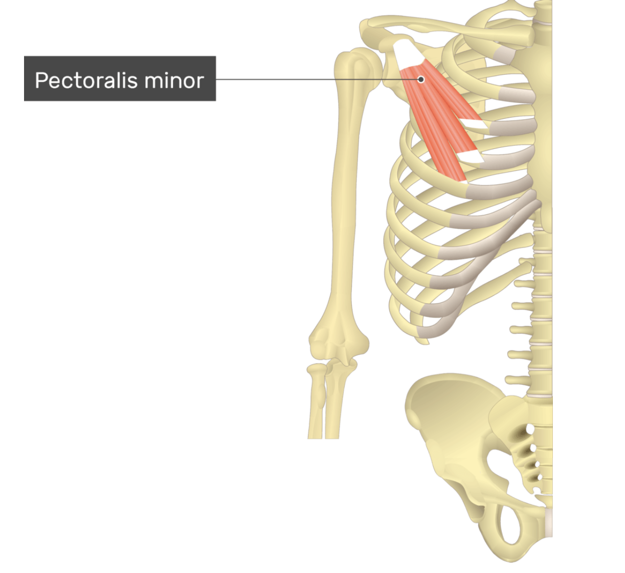 <p>Pectoralis Minor</p>