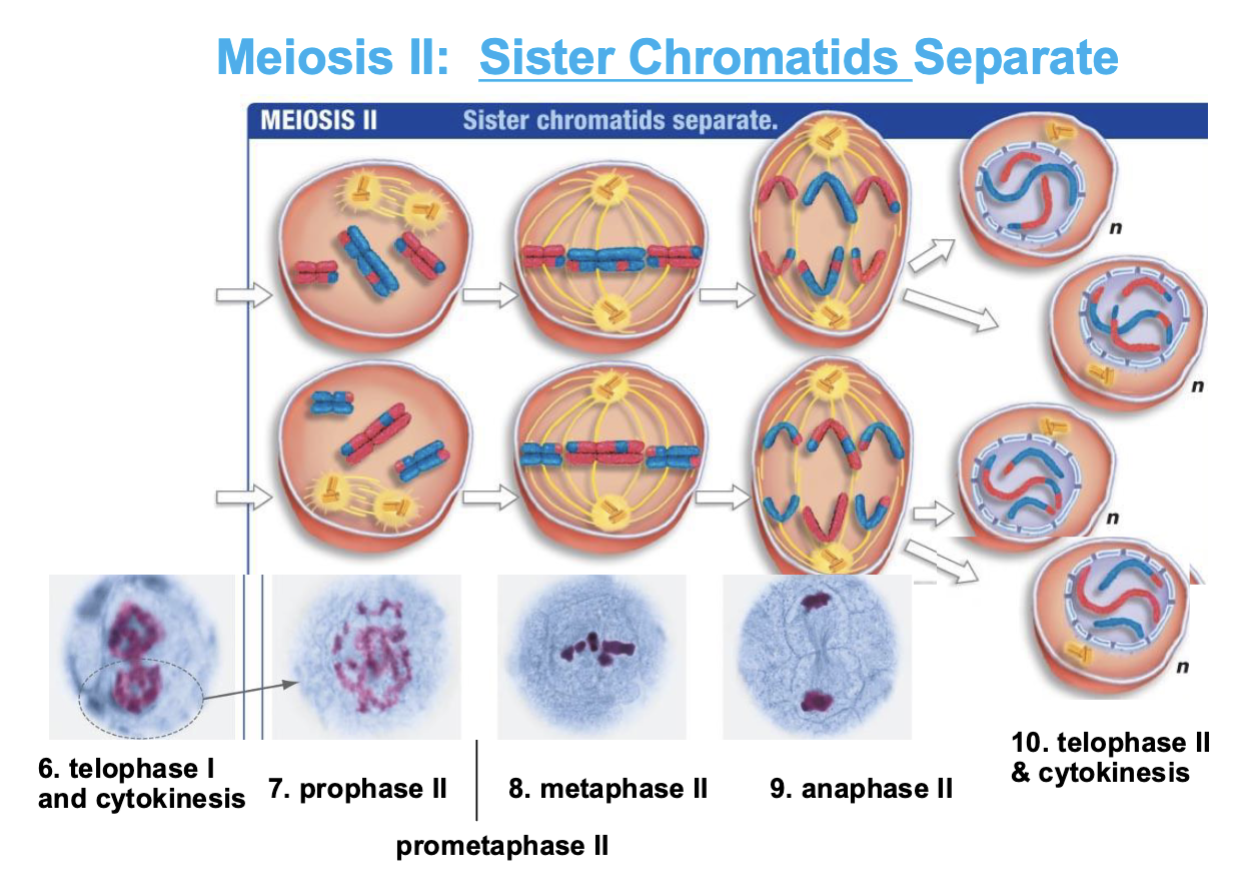 <ul><li><p>microtubules bind to sister chromatids</p></li><li><p>sister chromatids align @ metaphase plate</p></li></ul><p></p>