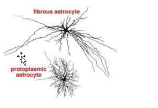 <p>Astrocytes:</p><ul><li><p>protoplasmic </p><ul><li><p>located in gray matter</p></li><li><p>puffy, protoplasmic appearance</p></li></ul></li></ul><ul><li><p>fibrous astrocytes</p><ul><li><p>in white matter</p></li><li><p>more fibrous appearance</p></li><li><p>greater abundance of intermediate filaments</p></li></ul></li></ul><div data-type="horizontalRule"><hr></div><p></p><p>NOTE:</p><p>These differences in morphology probably reflect the functional specialization related to the support of the cellular environment in synapse-rich regions and axons.</p><p></p><p></p>