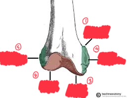 <p>What is #3? (on femur)</p>