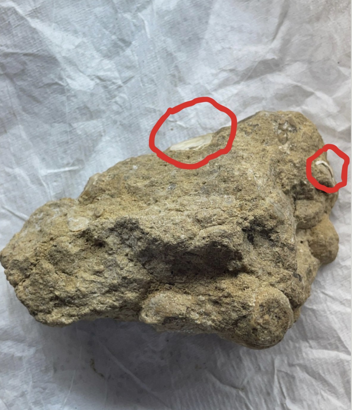 term image