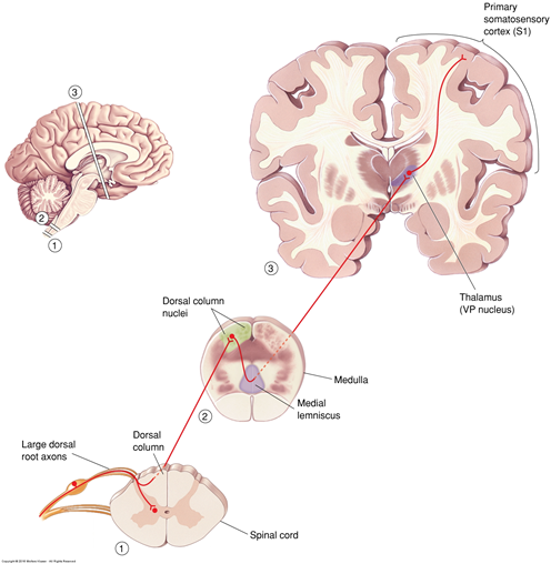 <p>What pathway is this?</p>