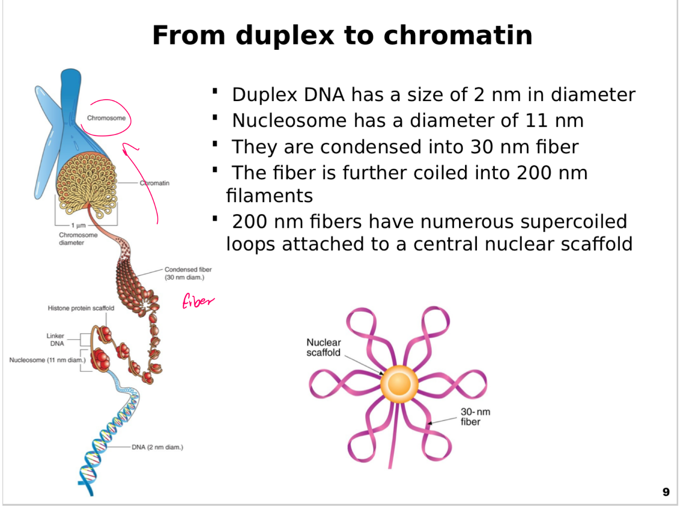 <p><span>This slide illustrates how <strong>DNA is packaged and organized</strong> into progressively higher-order structures to fit inside a eukaryotic nucleus.</span></p><p><span><strong>Levels of compaction:</strong></span></p><p><span><strong>DNA duplex:</strong> The simplest form, a double helix with a diameter of <strong>2 nm</strong>.</span></p><p><span><strong>Nucleosome:</strong> The first level of packaging, DNA wrapped around a histone core, forming particles with a diameter of <strong>11 nm</strong>.</span></p><p><span><strong>30 nm fiber:</strong> Nucleosomes are coiled and stacked into a <strong>solenoid or zig-zag arrangement</strong>, forming a thicker fiber.</span></p><p><span><strong>200 nm filaments:</strong> The 30 nm fiber is further folded and coiled into larger <strong>chromatin fibers</strong>, about 200 nm in diameter.</span></p><p><span><strong>Nuclear scaffold:</strong> Chromatin fibers form <strong>supercoiled loops</strong> attached to a central protein scaffold, providing structural support and further compaction.</span></p><p><span><strong>Key visual elements:</strong></span></p><p><span><strong>Left panel:</strong> Shows the progression from naked DNA to nucleosomes to 30 nm fiber to chromatin filaments.</span></p><p><span><strong>Right panel:</strong> Highlights the <strong>nuclear scaffold</strong> with chromatin loops attached, creating a radial structure.</span></p><p><span><strong>Key points:</strong></span></p><p><span>Each level of folding reduces DNA length and increases density.</span></p><p><span>The nuclear scaffold plays a critical role in organizing chromatin into chromosomes during cell division.</span></p><p><span><strong>Why it matters:</strong></span></p><p><span>Understanding chromatin structure explains how long DNA molecules fit into microscopic nuclei while remaining accessible for replication and transcription.</span></p><p></p>