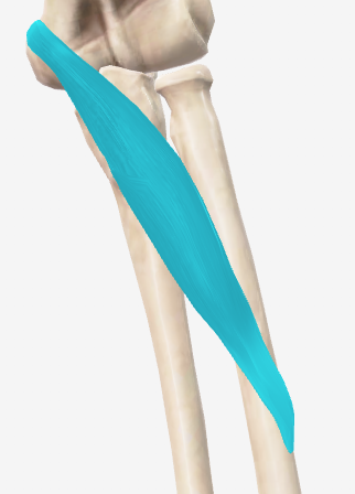 <p><strong><u>Origin:</u></strong></p><p>Medial epicondyle of humerus</p><p>Coronoid process of ulna</p><p></p><p><strong><u>Insertion:</u></strong></p><p>Middle lateral surface of radius</p><p></p><p><strong><u>Movement:</u></strong></p><p>Pronates forearm</p><p>Assists elbow flection</p>