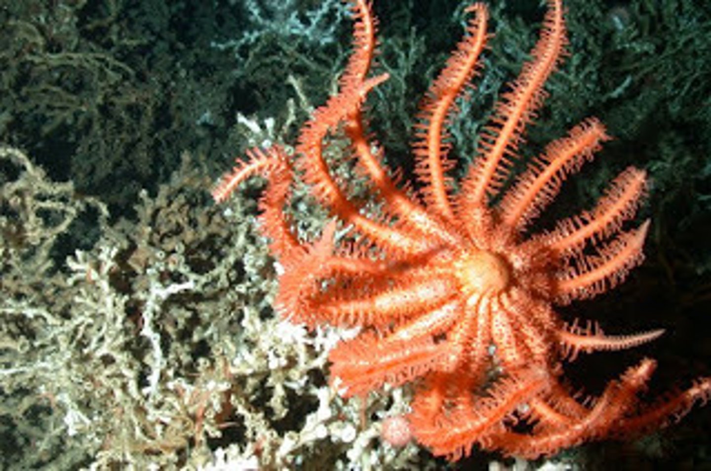 <p>Some deep sea Brisingid starfish can be found at this depth in the sea.</p>