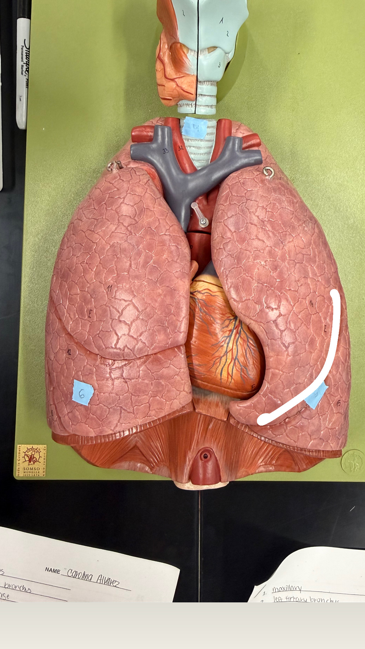 <p>seperating superior and inferior lobe</p>