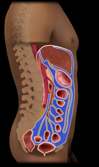 <p>spaces in abdominopelvic cavity</p>
