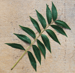 <p>even number of leaflets (no terminal leaf)</p>