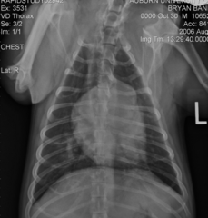 <p>Diagnosis?</p>